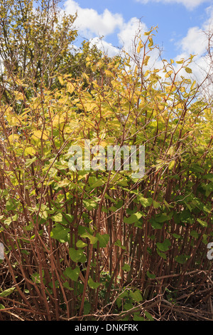 La renouée japonaise (Fallopia japonica) une des espèces non indigènes envahissantes une croissance vigoureuse en campagne au Pays de Galles, Royaume-Uni, Angleterre Banque D'Images