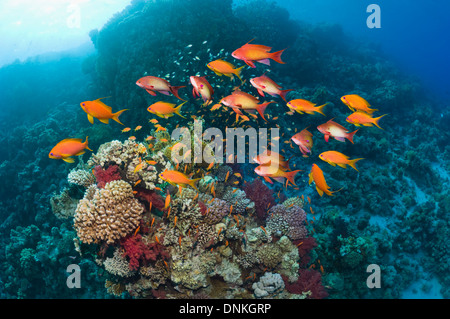 Lyretail anthias ou Goldies (Pseudanthias squamipinnis) plus de barrière de corail avec des coraux mous. L'Egypte, Mer Rouge. Banque D'Images