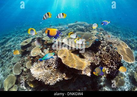 Les récifs coralliens avec une table de coraux (Acropora sp.) et de poissons de récifs tropicaux. Les Maldives. Banque D'Images