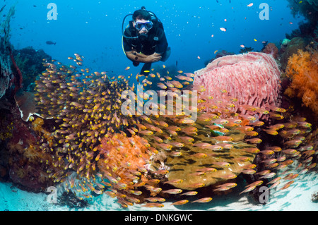 Scuba Diver homme regardant une école de balayeuses pygmée (Parapriacanthus ransonetti) sur le récif de corail. Banque D'Images