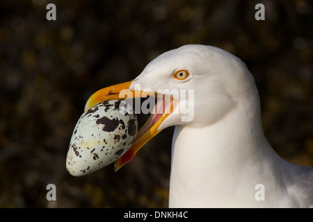 Cheeky herring gull avoir volé un oeuf d'un autre nid Banque D'Images