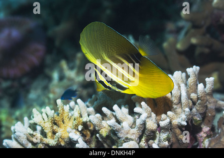 Sailfin tang (Zebrasoma veltferum), juvénile. L'Indonésie. Banque D'Images