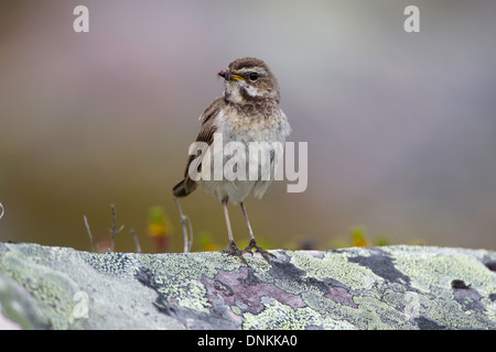 - Luscinia svecica gorgebleue femelle perchée sur un rocher couvert de lichens Banque D'Images
