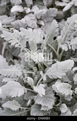 Senecio cineraria 'Cirrus' Silver ragwort croissant dans un environnement protégé. Banque D'Images