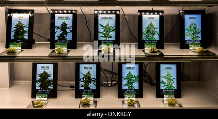 Denver, Colorado, États-Unis. 06Th Jan, 2014. Diverses souches de marijuana sont visibles sur l'affichage à la solution verte Dispensary le premier jour d'une licence de vente de loisirs pour adultes. Crédit : Brian Cahn/ZUMAPRESS.com/Alamy Live News Banque D'Images