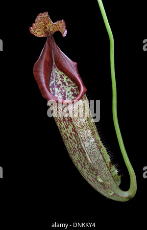 Sarracénie, Nepenthes eymae. Banque D'Images