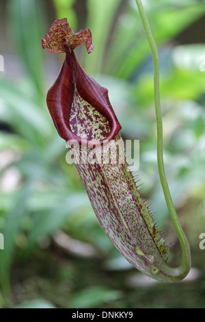 Sarracénie, Nepenthes eymae. Banque D'Images