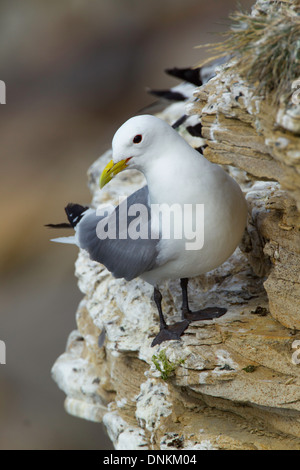 Kittiwake adultes reposant sur des rochers, à la colonie de mouettes tridactyles sur Ekkeroy Varanger, Norvège, Banque D'Images