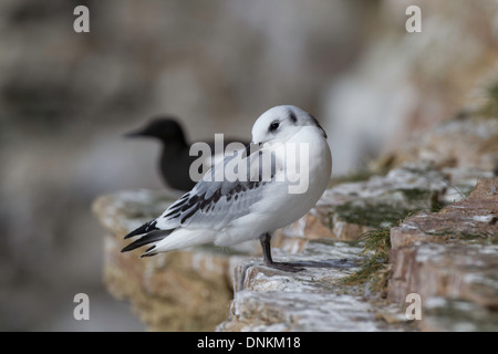 Un restng kittiwake juvéniles sur les falaises de la colonie de mouettes à Varanger, la Norvège, l'Ekkeroy Banque D'Images