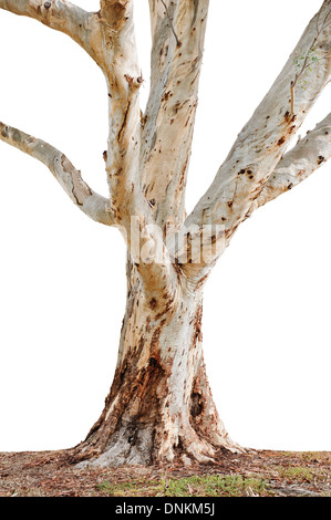 Gros plan du tronc de l'arbre isolé sur fond blanc Banque D'Images