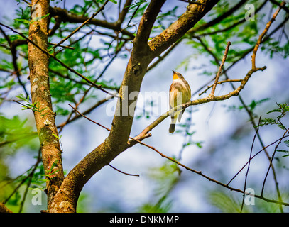 Petit oiseau, la taïga, Ficedula albicilla moucherolle, perché sur une branche d'arbre, copy space Banque D'Images