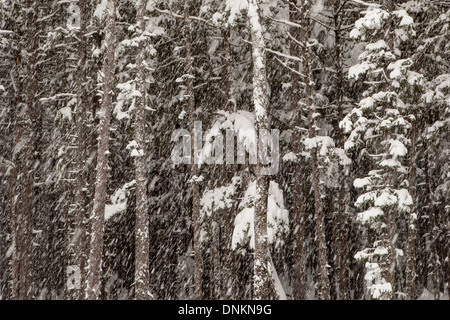 La neige qui tombe en hiver une forêt d'Alaska avec pruche et l'épinette. Banque D'Images