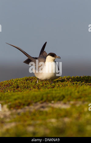 Labbe parasite Stercorarius longicaudus) - lond-tailed skua Banque D'Images