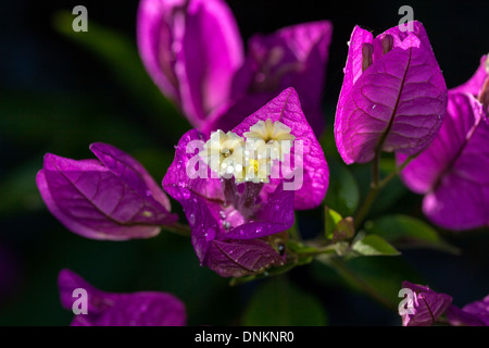 Soleil brille à travers les pétales de bougainvilliers dans un jardin privé, comté de Marin, en Californie, USA Banque D'Images