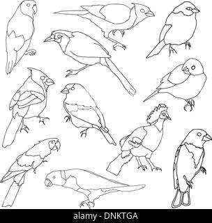 Vector set de différentes espèces d'oiseaux. Illustration de Vecteur