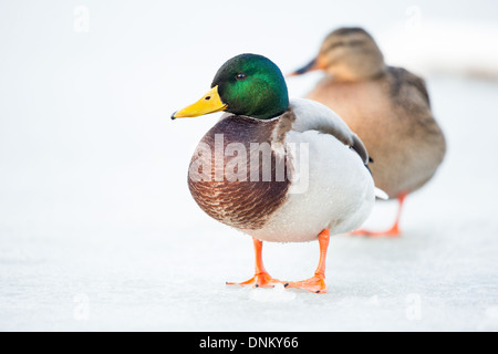 Close-up d'un mâle canard colvert (Anas platyrhynchos) debout sur un lac gelé, soft focus mallard femelle en arrière-plan Banque D'Images