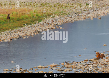 Cerfs Sambar regardant un tigre de la rivière Ganga Ram dans la Réserve de tigres de Jim Corbett, Inde. ( Panthera tigris ) Banque D'Images