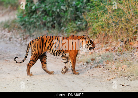 Un tigre du Bengale mâle rôdant à Jim Corbett Tiger Reserve, en Inde. ( Panthera tigris ) Banque D'Images