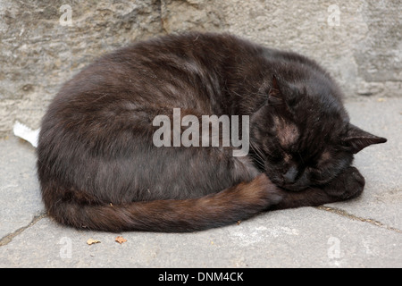 Acquapendente, Italie, feral cat est en train de dormir sur une route Banque D'Images
