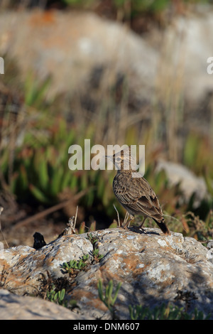 (Galerida theklae Thekla Lark) Banque D'Images