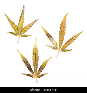 Trois petites feuilles de cannabis de couleur vive isolé sur un fond blanc. Banque D'Images