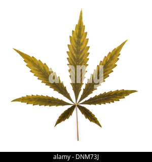 Une feuille de cannabis de couleur isolé sur un fond blanc. Banque D'Images