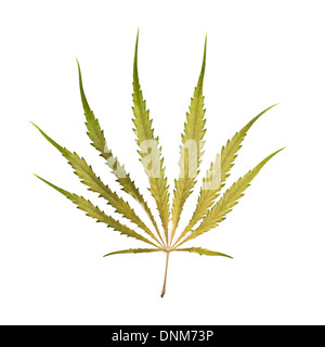Une grande feuille de cannabis séché isolé sur un fond blanc. Banque D'Images