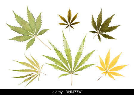 Une variété de cannabis sativa feuilles isolées sur fond blanc. Banque D'Images
