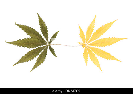 Deux différentes couleurs de feuilles de cannabis isolé sur fond blanc. Banque D'Images