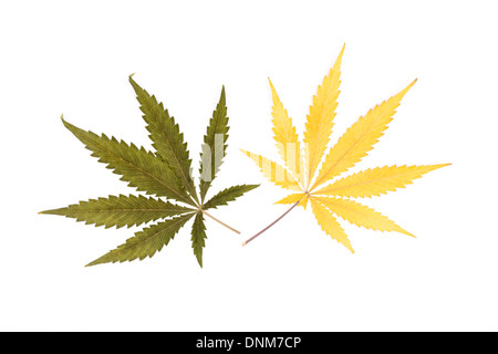 Leurs couleurs cannabis sativa feuilles isolées sur un fond blanc. Banque D'Images
