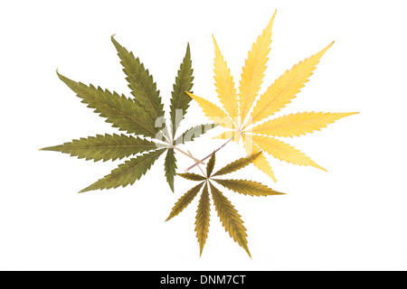 Trois différentes couleurs de cannabis sativa feuilles isolées sur un fond blanc. Banque D'Images