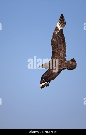 Grand Labbe (Catharacta skua) Banque D'Images