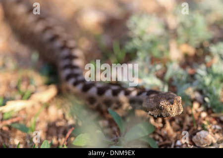 Vipère à cornes-nez (Vipera ammodytes) Banque D'Images