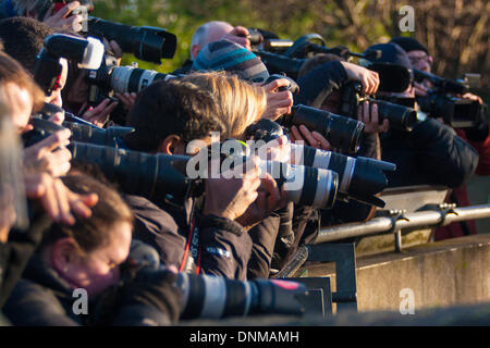 Londres, Royaume-Uni. 2 janvier 2014, ZSL London. Des dizaines de photographes couvrent l'information sur l'espèce International annuel des animaux lors de l'inventaire du système de la Société zoologique de Londres Zoo de Regents Park. Crédit : Paul Davey/Alamy Live News Banque D'Images