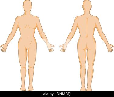 Illustration de l'anatomie humaine montrant une femme debout sur fond isolé Illustration de Vecteur