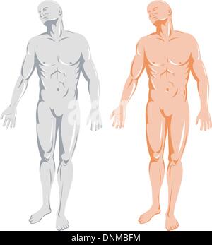 Illustration de l'anatomie humaine montrant un homme debout sur fond isolé Illustration de Vecteur