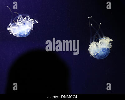 Duisburg, Allemagne. 09Th Jan, 2014. Méduses Rhizostoma pulmo (FOURREAU) flotteur dans un aquarium éclairé bleu au zoo de Duisburg, Allemagne, 02 janvier 2014. Photo : ROLAND WEIHRAUCH/dpa/Alamy Live News Banque D'Images