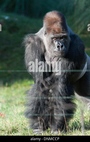 2 janvier, 2014. Le Zoo de Londres, Londres, Royaume-Uni. Accueil de plus de 800 espèces, ZSL London Zoo's keepers comptez tous les oiseaux, invertébrés, poissons, mammifères, reptiles, et amphibiens. Le comptage est nécessaire dans le cadre de sa licence, les résultats puis connecté au système d'information sur les espèces internationales (ISIS) Banque D'Images