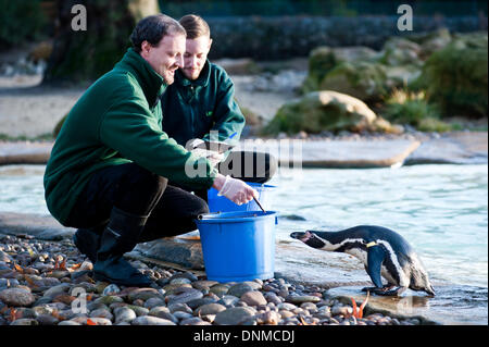 Londres, UK - 2 janvier 2014 : Un pingouin approches tranquillement son repas annuel au cours de l'inventaire des animaux au ZSL London Zoo. Le nombre obligatoire est exigée dans le cadre du ZSL London Zoo zoo de licence et les résultats sont consignés dans le système d'information sur les espèces internationales (ISIS), où les données sont partagées avec les zoos à travers le monde et permet de gérer les programmes de sélection internationale pour les animaux en voie de disparition. Credit : Piero Cruciatti/Alamy Live News Banque D'Images