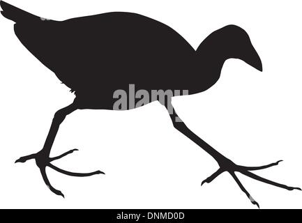 Image d'un pukeko talève sultane nouvelle-zélande isolées sur fond blanc. Illustration de Vecteur