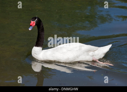 À col noir (cygnus melancoryphus) Swan Banque D'Images