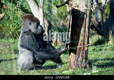 Londres, UK - 2 janvier 2014 : une plaine de l'ouest de 16 ans homme gorille nommé Kumbuka vérifie un conseil sur un arbre à l'assemblée annuelle de l'inventaire des animaux au ZSL London Zoo. Le nombre obligatoire est exigée dans le cadre du ZSL London Zoo zoo de licence et les résultats sont consignés dans le système d'information sur les espèces internationales (ISIS), où les données sont partagées avec les zoos à travers le monde et permet de gérer les programmes de sélection internationale pour les animaux en voie de disparition. Credit : Piero Cruciatti/Alamy Live News Banque D'Images