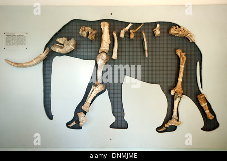 Haïti, île de Tilos, Inselhauptort Megalo Chorio, musée, dans Charkadio-Höhle wurden bei der Ausgrabungen im Jahr 1971 viele Knochen von Zwergele Banque D'Images