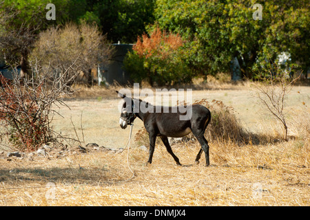 Haïti, île de Tilos, Inselhauptort Megalo Chorio, Esel auf dem Feld Banque D'Images