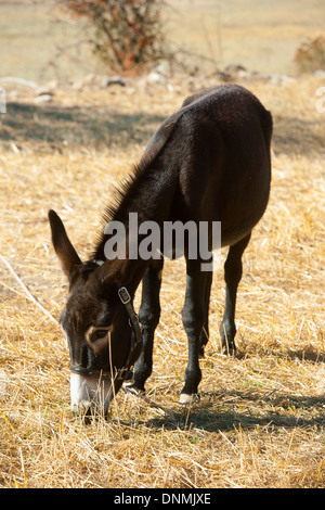 Haïti, île de Tilos, Inselhauptort Megalo Chorio, Esel auf dem Feld Banque D'Images