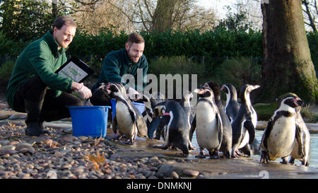 Londres, Royaume-Uni. 2 janvier 2014. . Les pingouins du Zoo de Londres ZSL au cours de bilan annuel le 2 janvier 2014 à Londres, Royaume-Uni. Le nombre obligatoire est exigée dans le cadre du ZSL London Zoo zoo de licence et les résultats sont consignés dans le système d'information sur les espèces internationales (ISIS), où les données sont partagées avec les zoos à travers le monde et permet de gérer les programmes de sélection internationale pour les animaux en danger.. (Crédit photo : James Warren/Alamy Live News) Banque D'Images