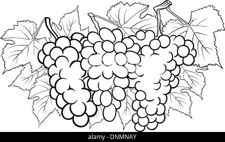 Illustration Cartoon noir et blanc de trois grappes de raisins ou fruits de la vigne Livre à colorier pour la conception de l'alimentation Illustration de Vecteur