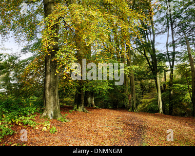 Lickey Hills country park automne automne midlands birmingham worcestershire england uk forêt arbres Banque D'Images