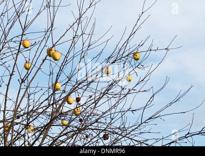 Les pommes en hiver avec un arbre sec. Banque D'Images