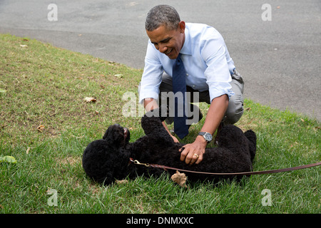 Le président américain Barack Obama joue avec Sunny, le nouvel animal de la famille Obama, sur la pelouse Sud sur Sunny's premier jour à la Maison Blanche le 19 août 2013 à Washington, DC. Banque D'Images